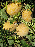 Кредо F1 насіння дині 1000 нас,  Clause