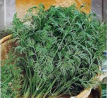 Насіння кропу Мамонт 2 г