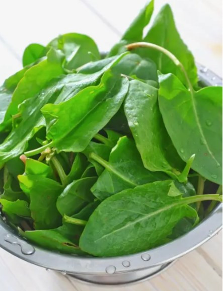 Насіння щавлю Широколистий 1 г, фото 1