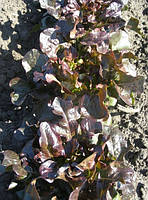 Насіння салата Лєль 2 г