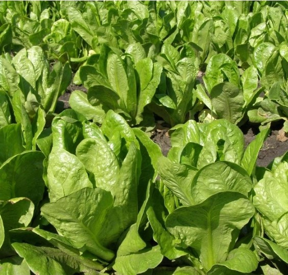 Насіння салата Скарб 2 г, фото 1