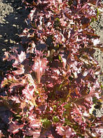 Насіння салата Вишиванка 2 г