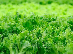 Насіння салата Одеський кучерявець 1 г