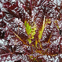 Насіння салата Шар малиновий 1 г