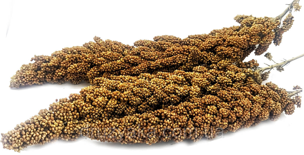 Чумиза в колосках, ласощі для папуг і гризунів (колоски не крупні), 50 г, фото 1