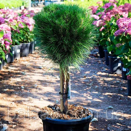 Сосна чорна Саммер Бриз / Штамб h 60 / Pinus Summer Breeze, фото 1