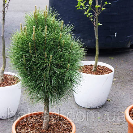Сосна чорна Саммер Бриз / Штамб h 60 / Pinus Summer Breeze, фото 3