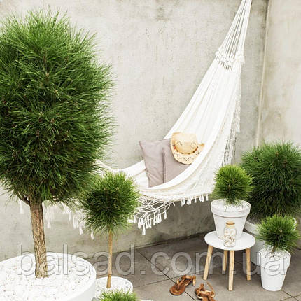 Сосна чорна Саммер Бриз / Штамб h 60 / Pinus Summer Breeze, фото 4