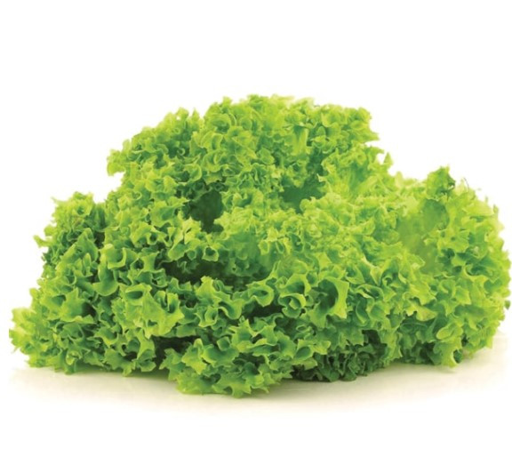 Насіння салата Лолла Біонда 1 г, фото 1