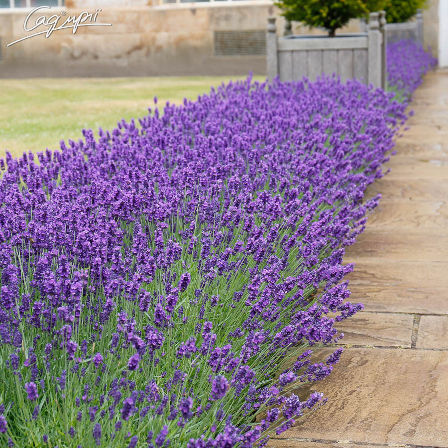 Лаванда вузьколиста 'Munstead' в горщику 9х9х10см, фото 1