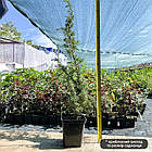 Саджанці Ялівцю звичайного Хіберніка, 3-х річний (Juniperus communis Hibernica) С2, фото 2