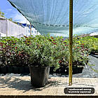 Саджанці Ялівцю прибережного Шлягер, 3-х річний (Juniperus conferta Schlager) С2, фото 2