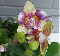 Орхідея Phal.Crystal girl , підліток 1,7 / аромат PF-5048 / Кришталева дівчинка/ Venus