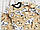 116 5-6 років (64) тепла зимова байкова дитяча піжама для хлопчика на байці з начосом флісом 8106 КРЧ, фото 2