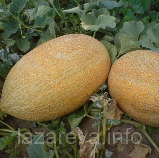 Насіння дині "від Лазаревих" Фортуна 3 г, фото 1