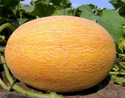 Насіння дині Ананасна 3 г, фото 1