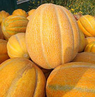 Насіння дині Ефіопка 3 г