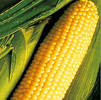 Насіння кукурудзи "від Лазаревих" Цукрова жовта 50 г