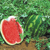 Насіння кавуна Топ Ган 2 г