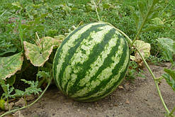 Насіння кавунів Скарб 3 г