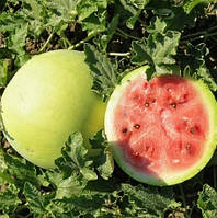 Насіння кавунів Сніжок 3 г