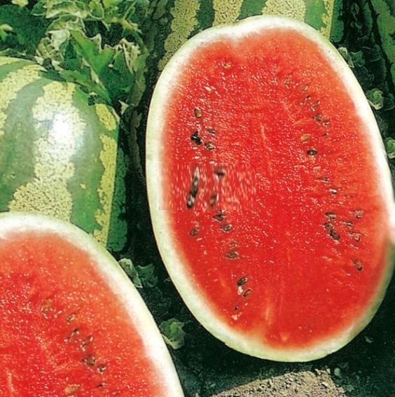 Насіння кавуна Зоряний 3 г, фото 1