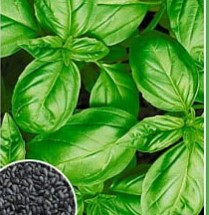 Базилік Зелений 1 г, фото 1