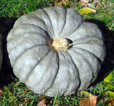 Насіння гарбуза Славута 7 насінин, фото 1