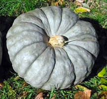 Насіння гарбуза Славута 7 насінин