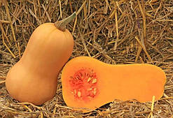 Баттернат 7 насінин