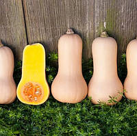 Насіння гарбуза Новинка  5 гр