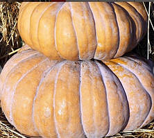 Гарбуз Бальзам 5 гр