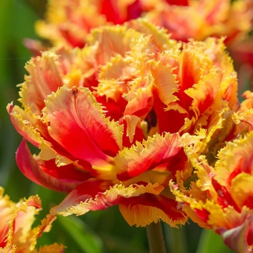 Тюльпан Махровий Оторочений Gold Dust 1шт, цибулина