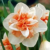 Нарцис мультиквітковий Paperwhite цибулина