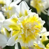 Нарцис Махровий Ice King цибулина