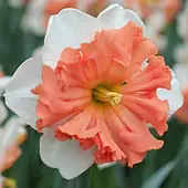 Нарцисс Split Corona Shrike цибулина