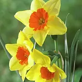 Нарцис Split Corona Shrike цибулина