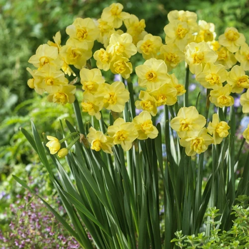 Нарцисс Многоцветковый Yellow Cherfulness луковица - фото 2 - id-p1965568680