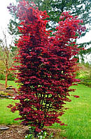 Японский клен Rovinsky Garden Japanese maple, acer palmatum Twombly039s Red Sentinel, 70-90см PI, код: 6531929