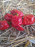 Гострий перець Кароліна Ріпер червоний (Carolina Reaper Reb) насіння 5 шт., фото 3