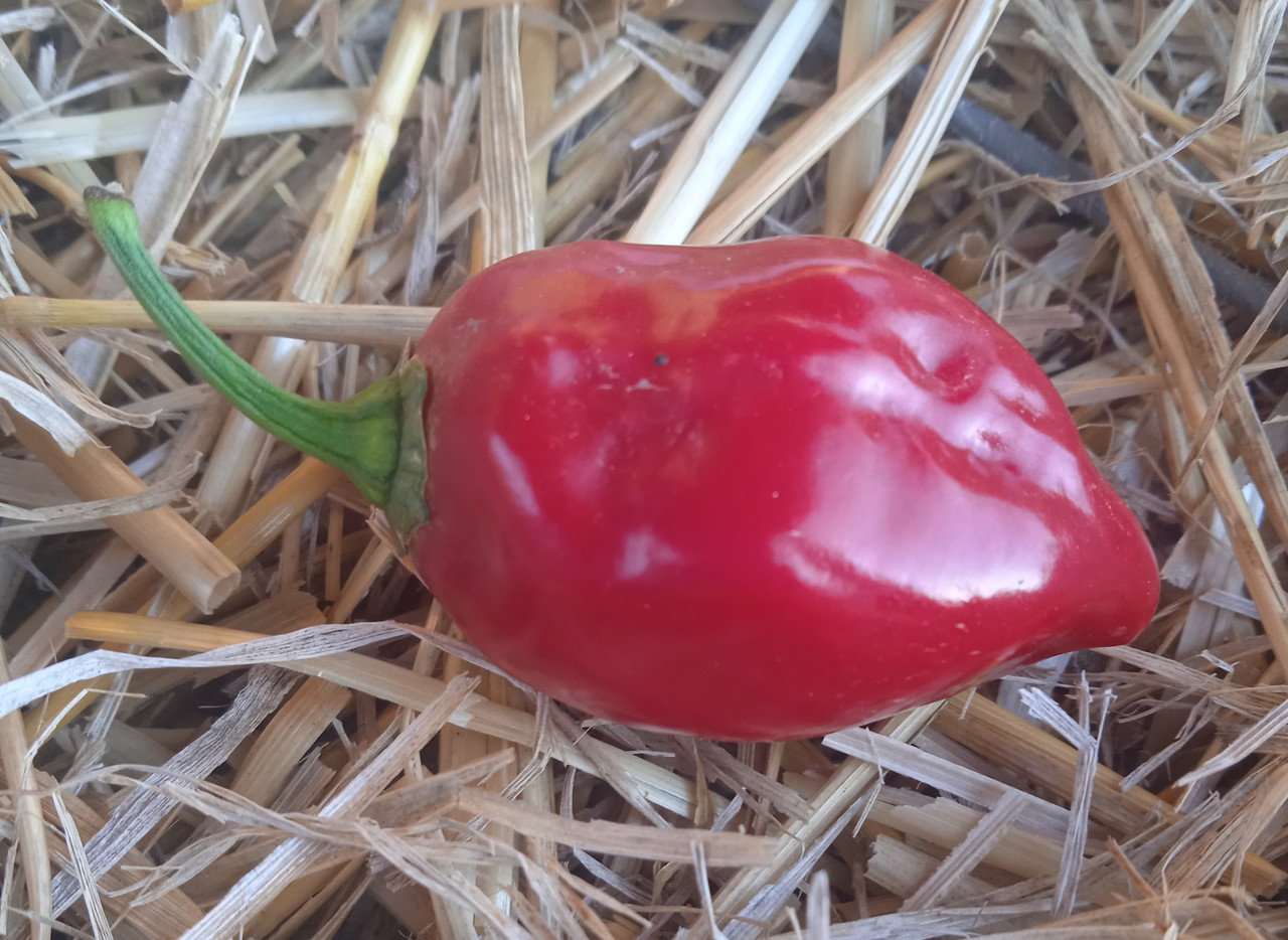 Гострий перець Аджі Хабанеро червоний (Red Habanero Pepper) насіння