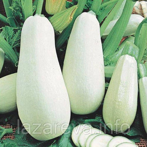Кабачки Білоплідні 15 насінин, фото 1