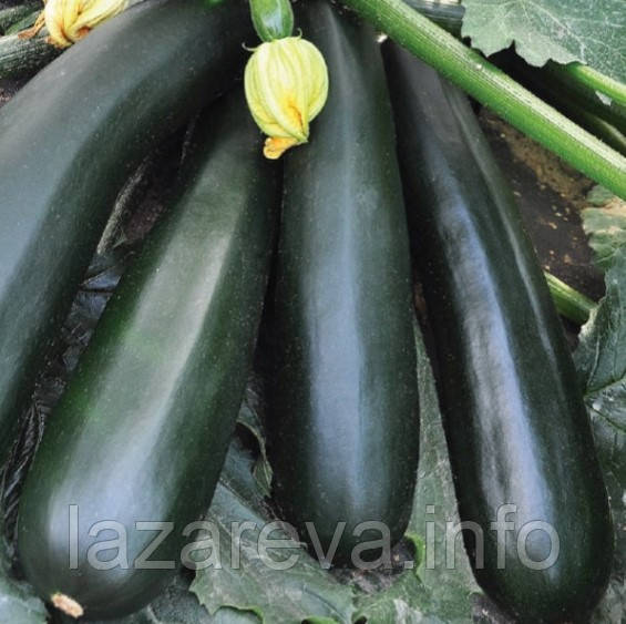 Чорний принц 15 насінин, фото 1