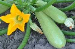 Насіння кабачка Ленуца F1 7 шт
