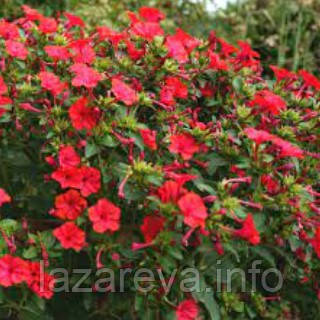 Насіння квітів Мірабіліс червоний 0,2 гр, фото 1