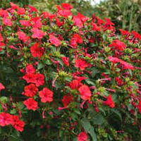 Насіння квітів "від Лазаревих" Мірабіліс червоний 0,2 – 1 гр