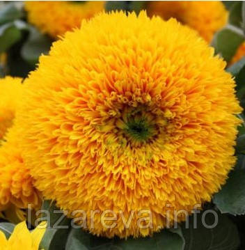 Насіння квітів Соняшник декоративний Золоте сонце 0,2 гр, фото 1