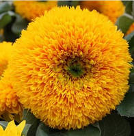 Насіння квітів "від Лазаревих" Соняшник декоративний Золоте сонце 0,2 – 1 гр