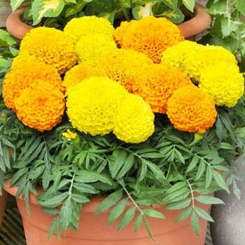 Насіння квітів Чорнобривці високорослі 0,2  гр, фото 1