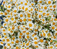 Насіння квітів "від Лазаревих" Матрикарія (махрова ромашка) 0,2 – 1 гр